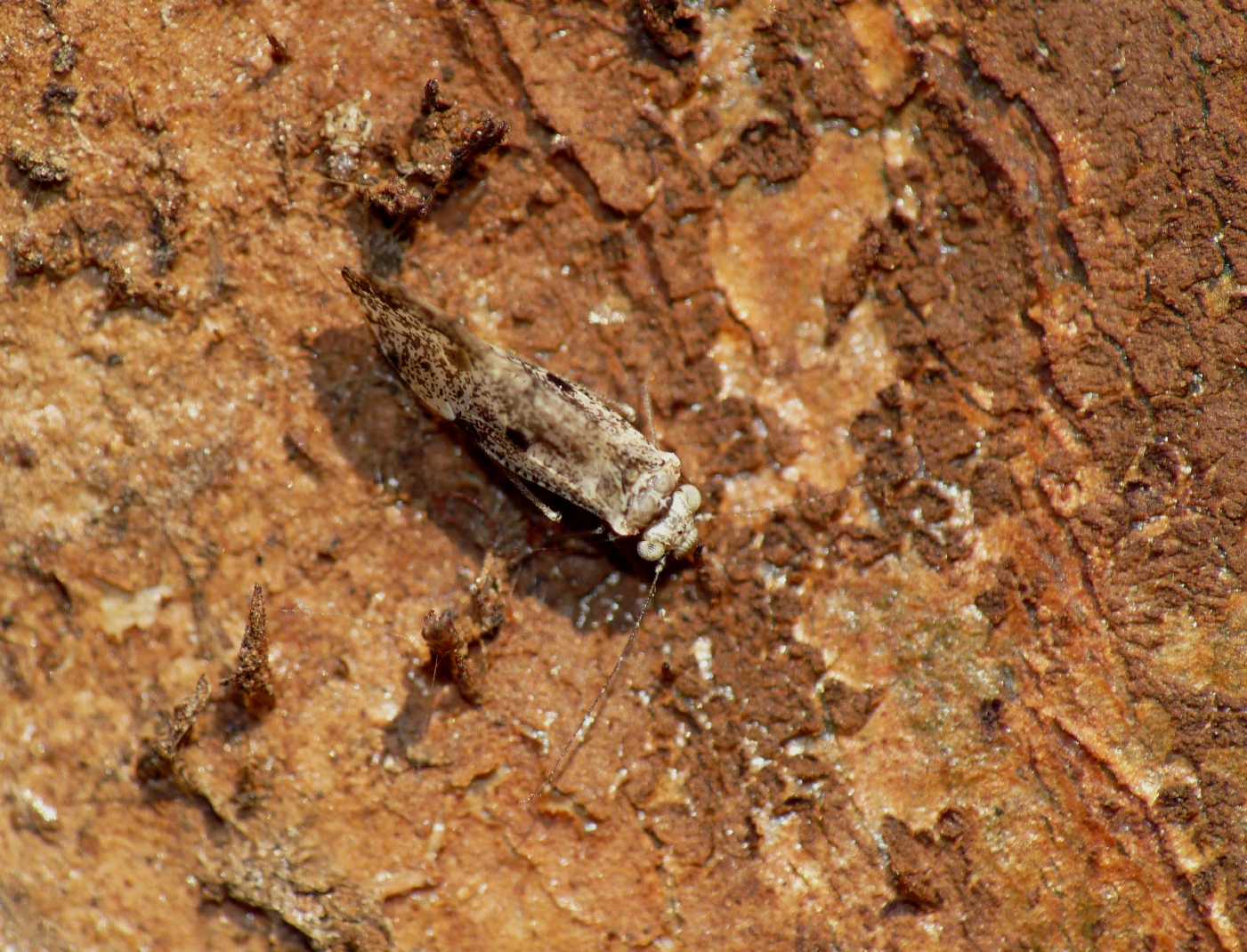 Insettino dubbio: Psocoptera (adulto alato)